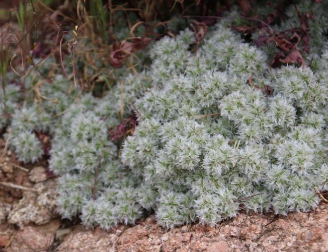 Whole plant