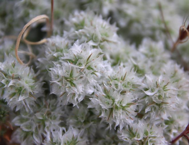 Whole plant