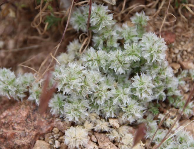 Whole plant