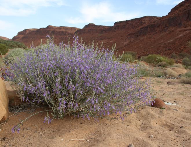 Whole plant