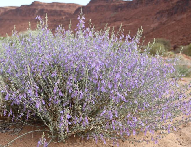 Whole plant