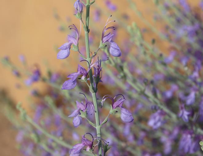 Teucrium oliverianum flowers