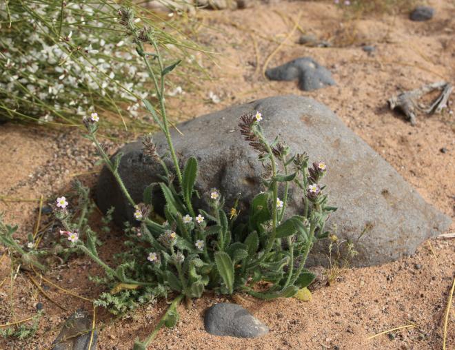 Whole plant