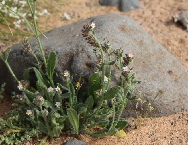 Whole plant