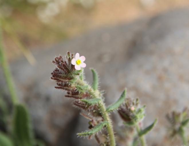 Flowers of Anchusa milleri
