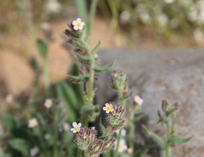 Flowers of Anchusa milleri