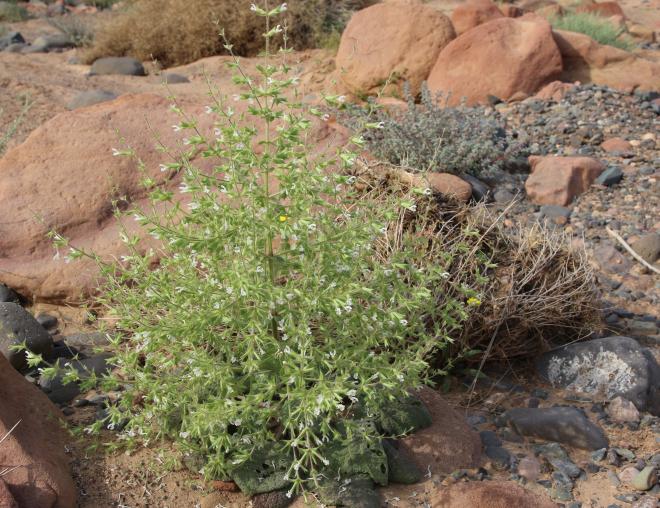 Whole plant