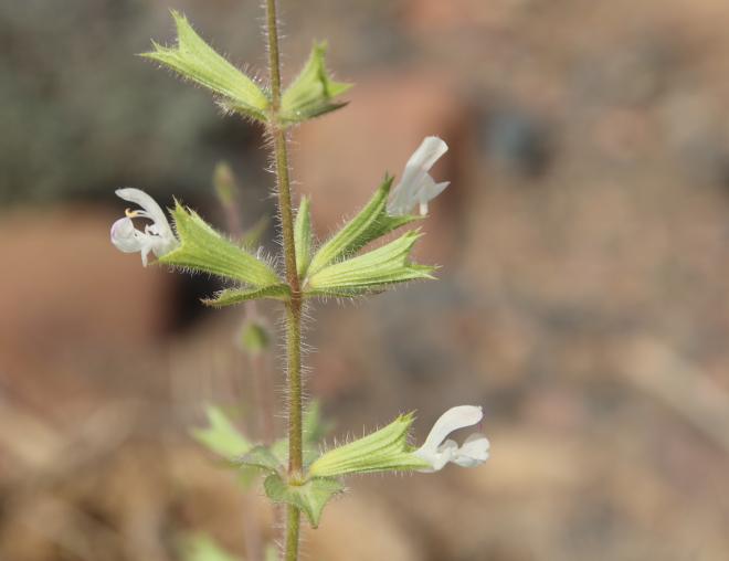 Salvia spinosa flowers