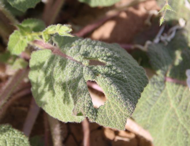 Salvia spinosa leaf