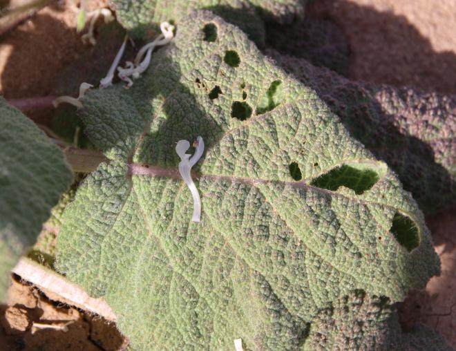 Salvia spinosa leaf