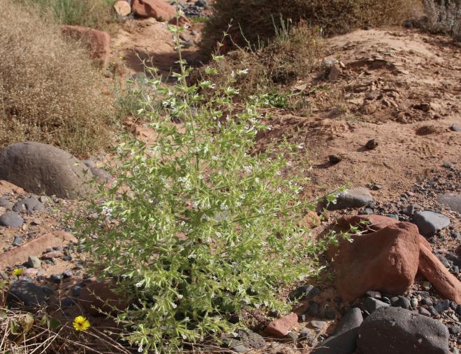 Whole plant
