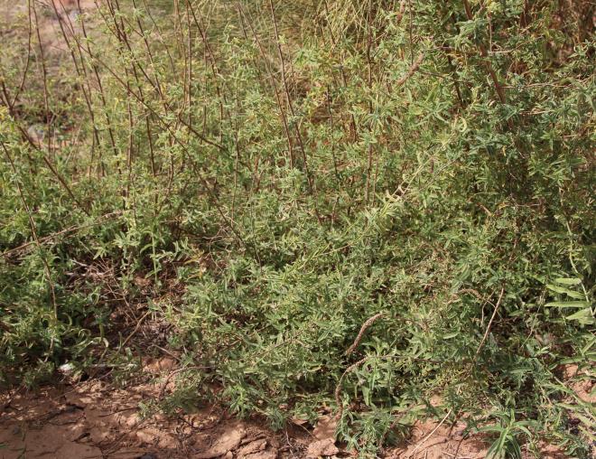 Whole plant