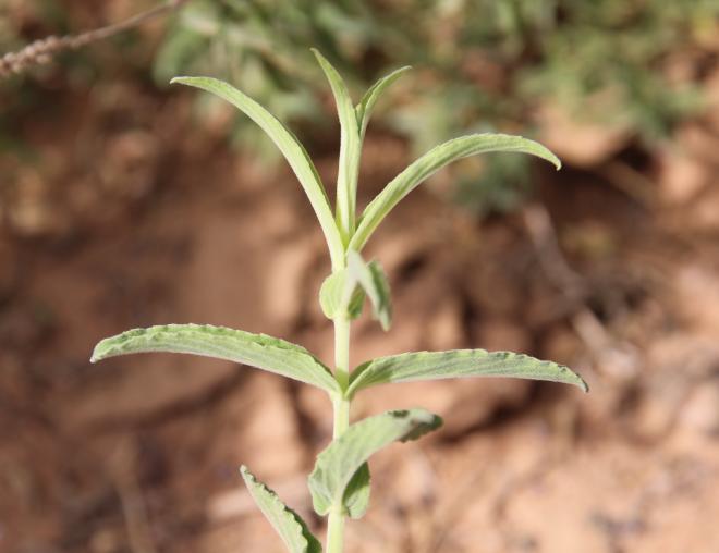 Mentha longifolia leaves