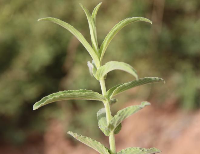 Mentha longifolia leaves