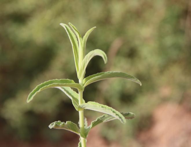 Mentha longifolia leaves