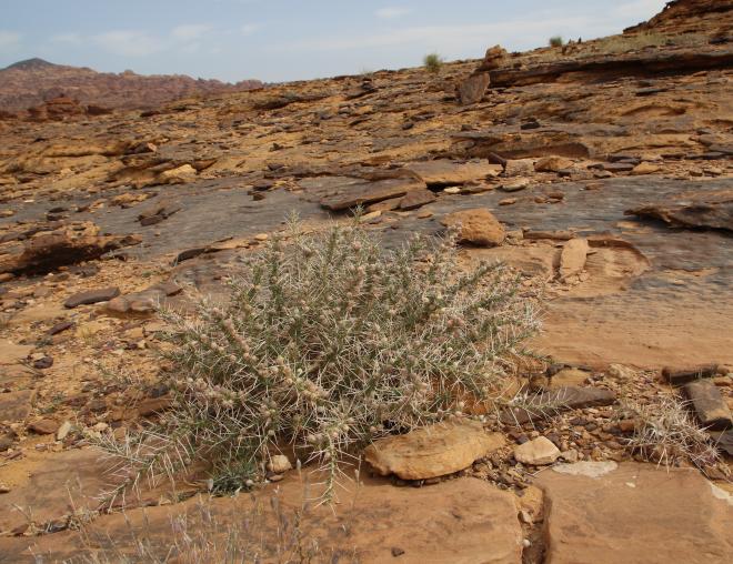 Whole plant