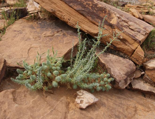 Whole plant