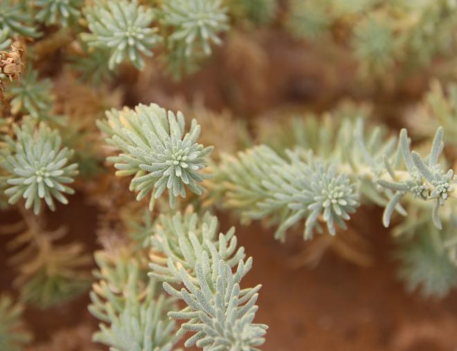 Reaumuria hirtella leaves
