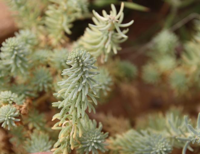 Reaumuria hirtella leaves