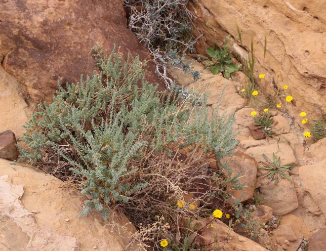 Whole plant