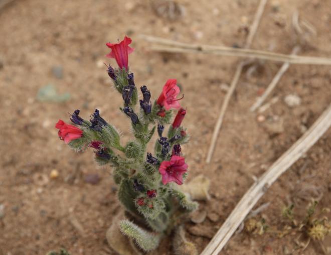 Whole plant