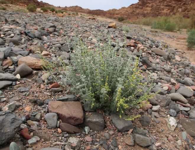 Whole plant
