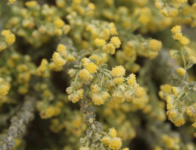 Artemisia judaica flowers