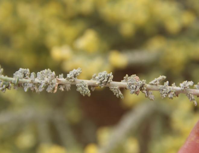 Artemisia judaica leaves