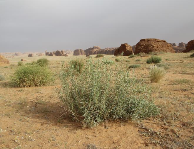 Whole plant