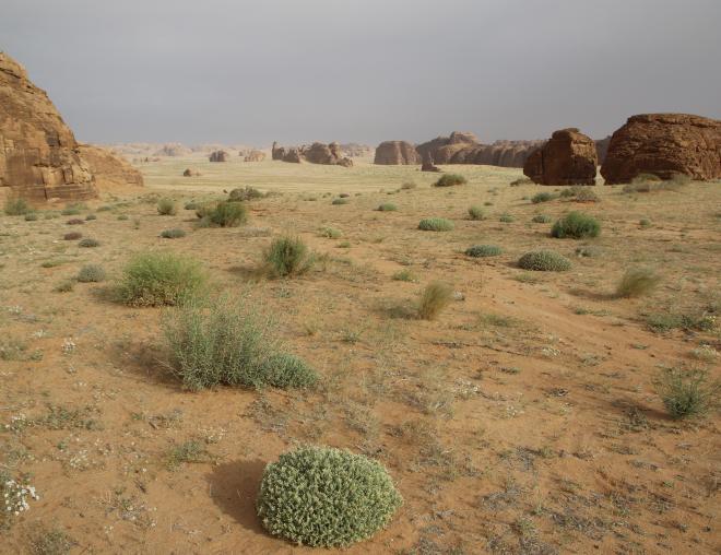Artemisia monosperma and its surroundings