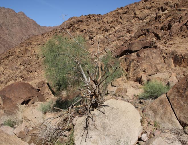 Whole plant