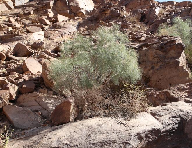 Whole plant