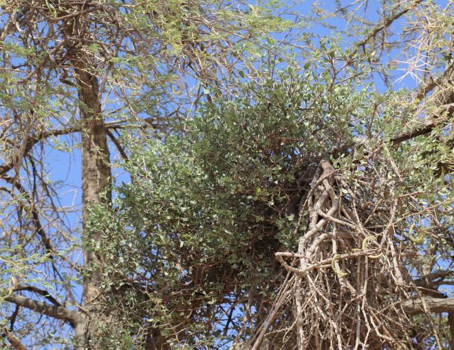 Whole plant