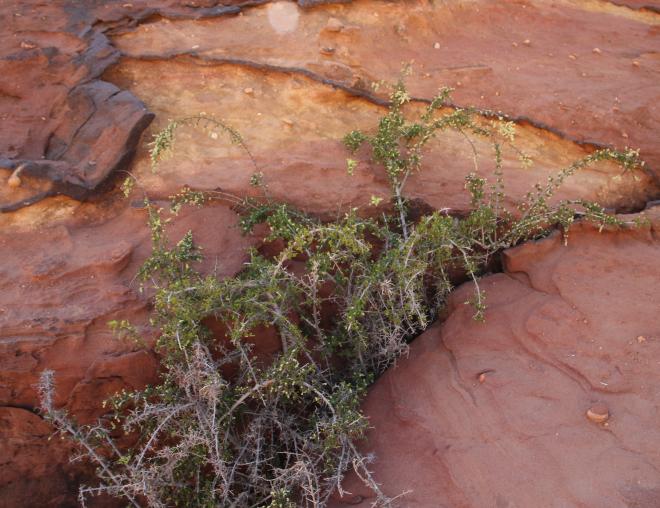 Whole plant