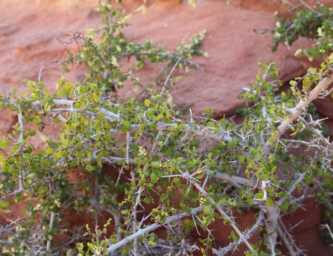 Whole plant