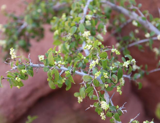 Sageretia thea flowers