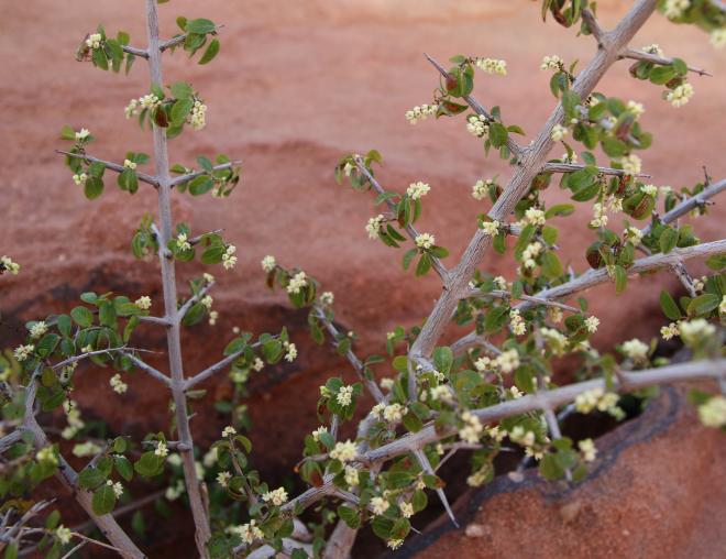 Sageretia thea flowers