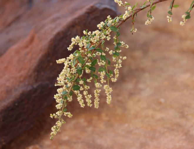 Sageretia thea flowers