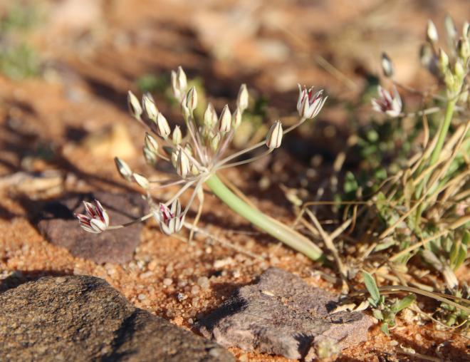 Flowers of Allium sindjarense