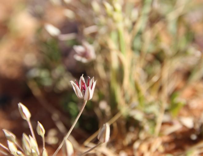 Flower of Allium sindjarense