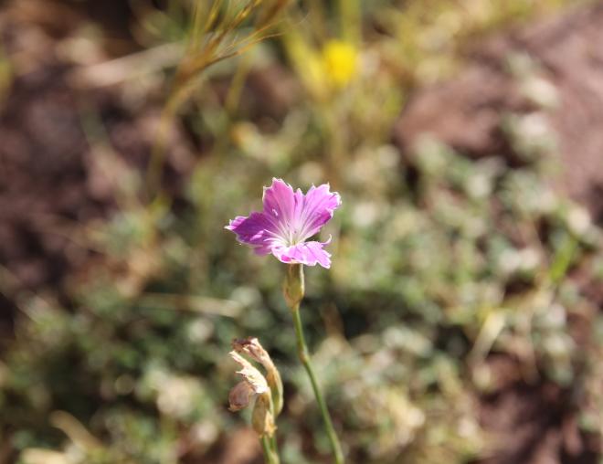 Dianthus strictus flower