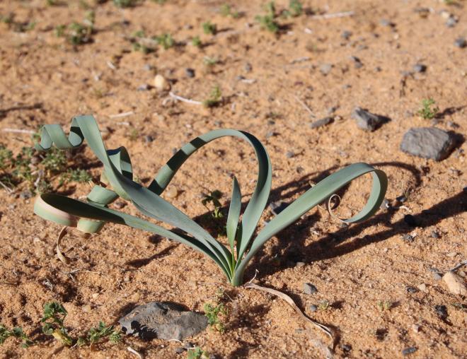 Pancratium sickenbergeri leaves