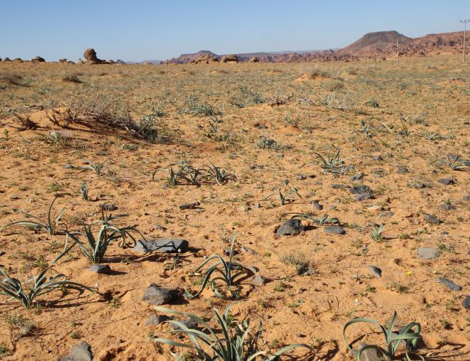 Pancratium sickenbergeri in Sandy plains and dunes of Harrat Uwayrid