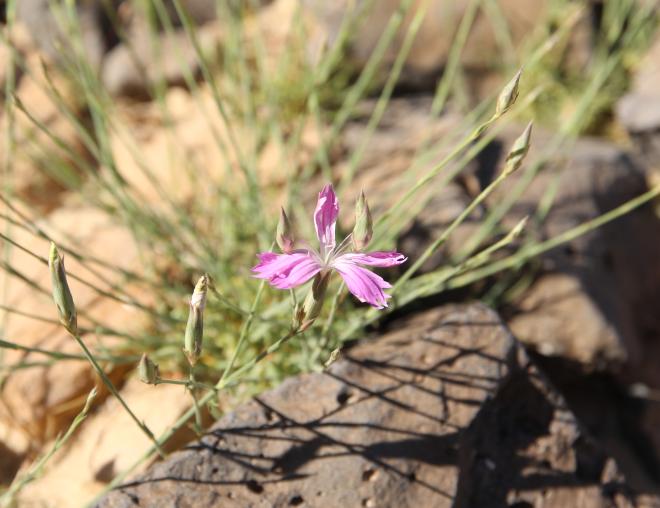 Dianthus strictus flower