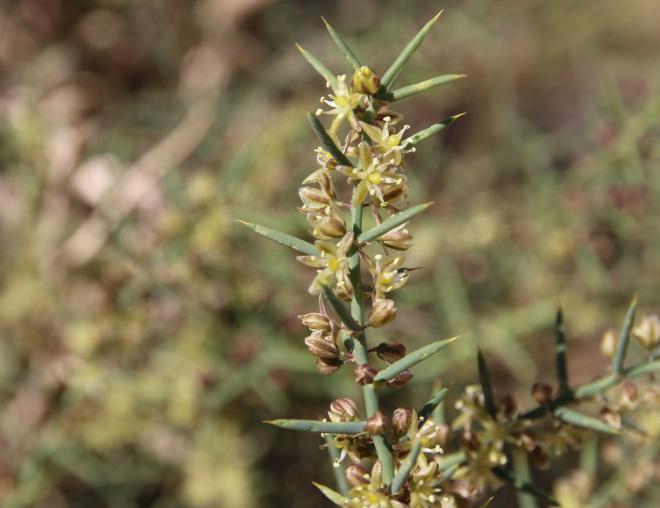 Asparagus horridus flowers