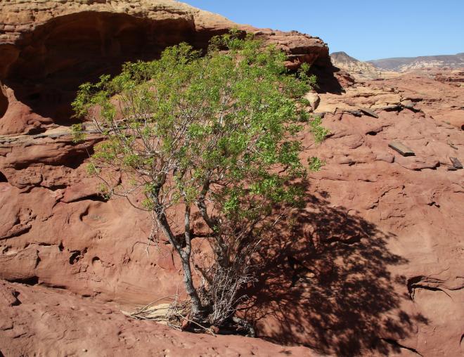 Whole plant