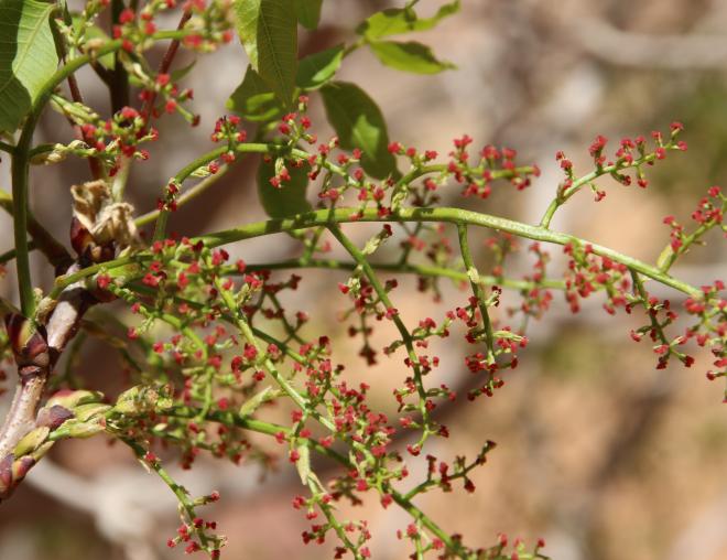 Pistacia khinjuk flowers