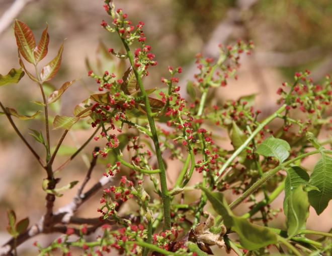 Pistacia khinjuk flowers