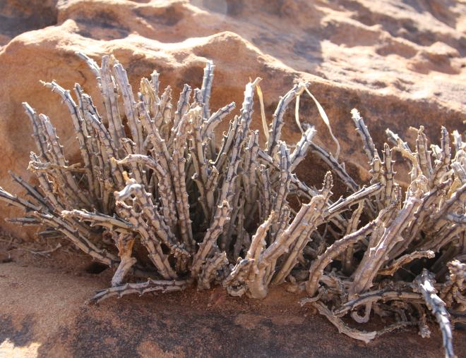 Whole plant