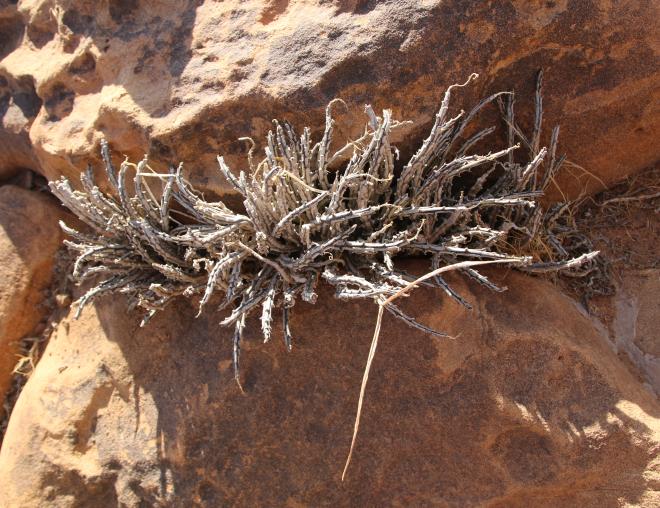 Whole plant